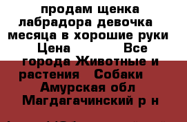 продам щенка лабрадора девочка 2 месяца в хорошие руки › Цена ­ 8 000 - Все города Животные и растения » Собаки   . Амурская обл.,Магдагачинский р-н